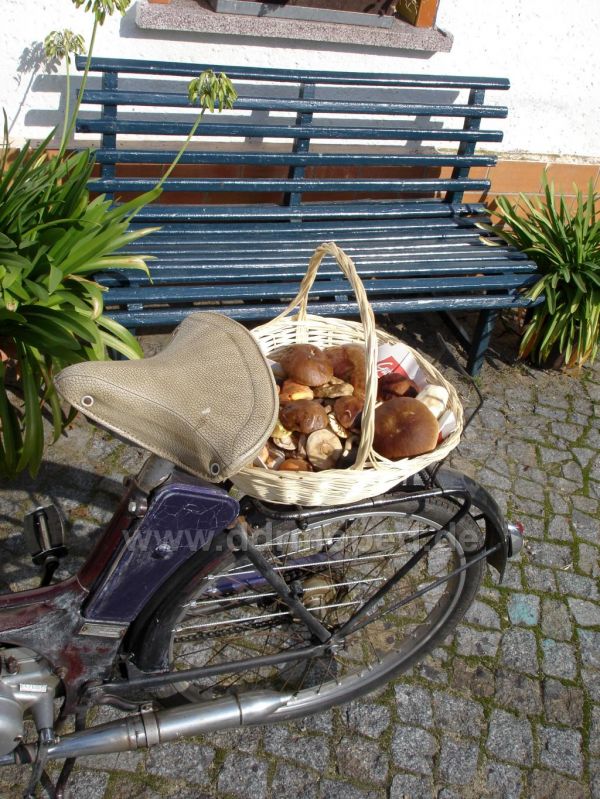 Angef�gtes Bild