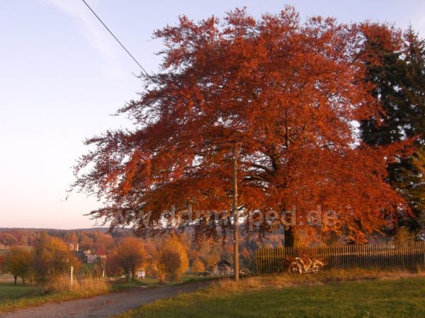 Angefgtes Bild