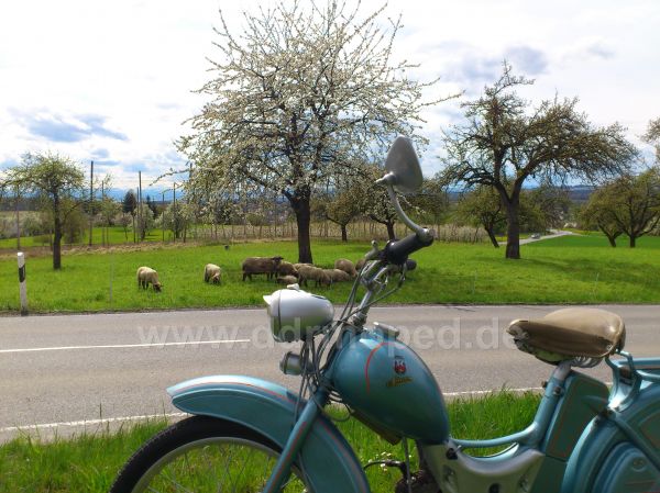 Angef�gtes Bild