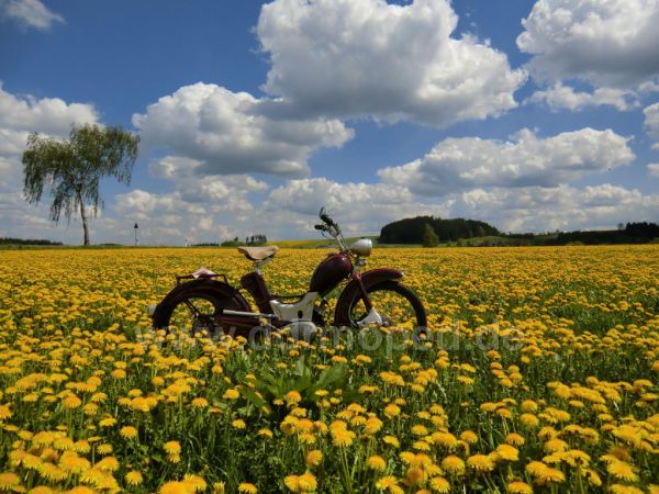 Angef�gtes Bild