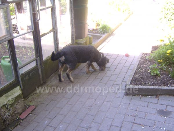 Angef�gtes Bild