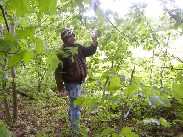 Angef�gtes Bild