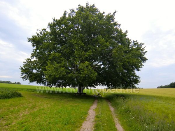 Angef�gtes Bild