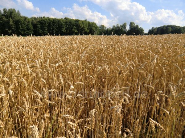 Angef�gtes Bild