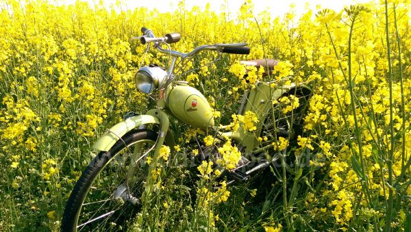 Angef�gtes Bild
