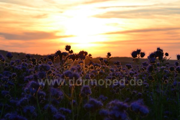 Angefgtes Bild