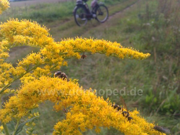 Angefgtes Bild