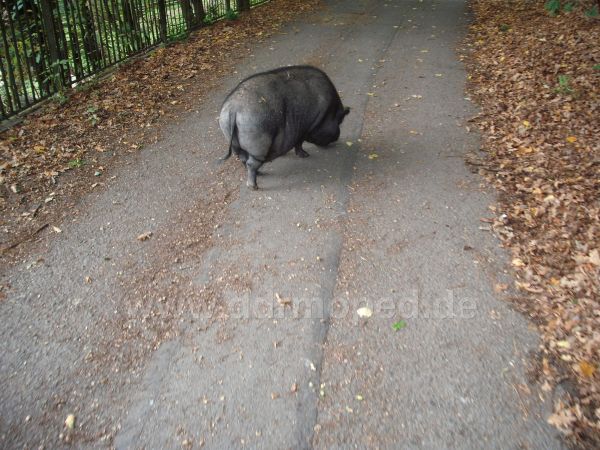 Angefügtes Bild