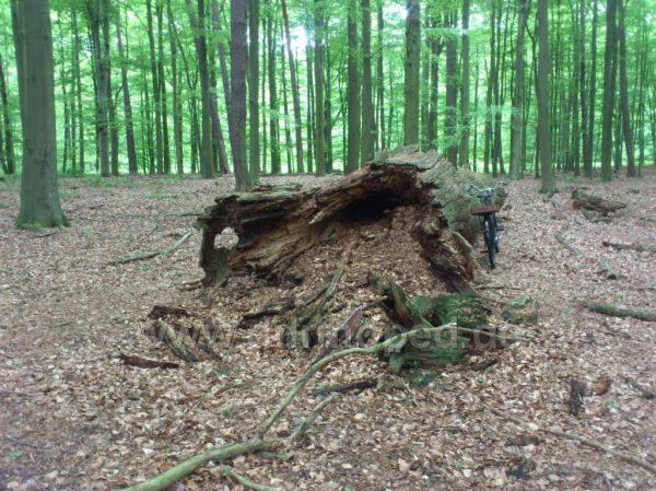 Angefgtes Bild