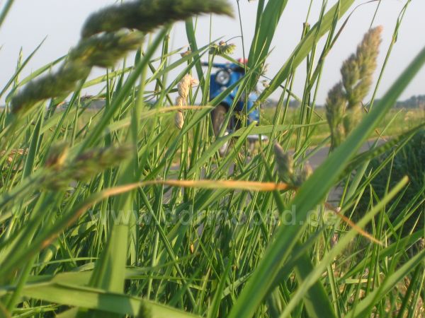 Angefgtes Bild