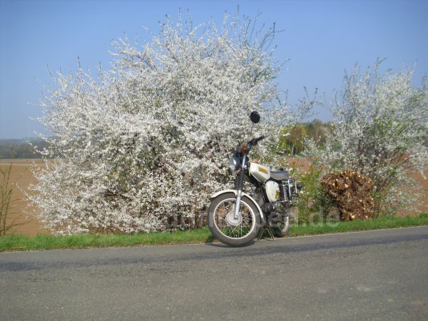 Angefgtes Bild