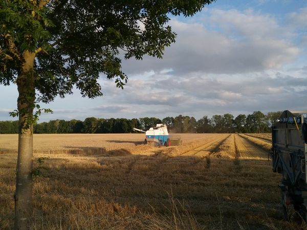Angefgtes Bild