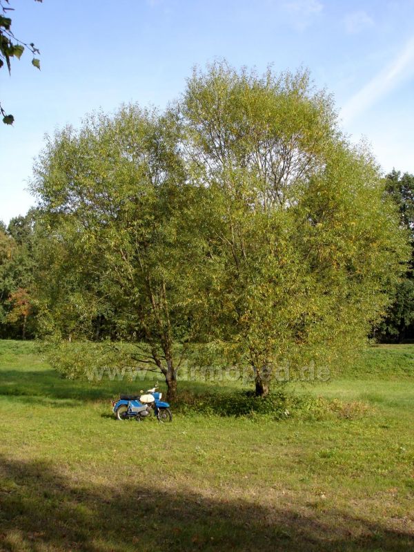 Angefgtes Bild