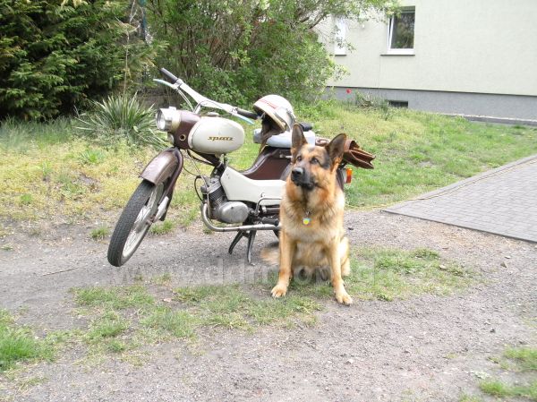 Angefgtes Bild