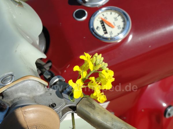 Angefgtes Bild