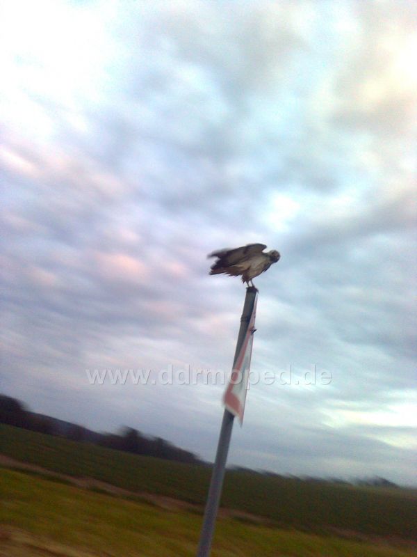 Angefgtes Bild