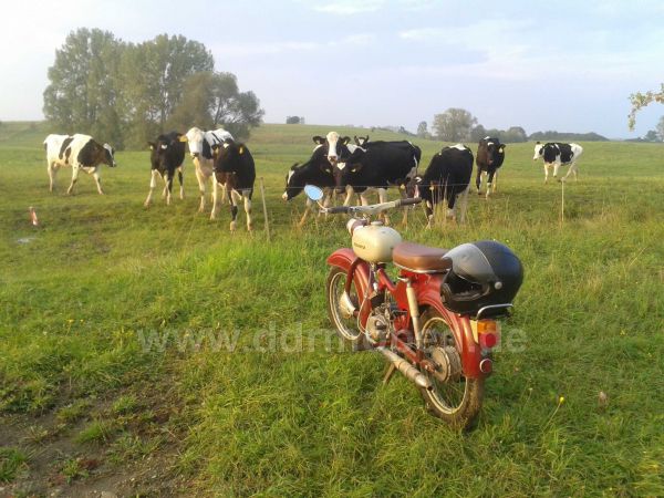 Angef�gtes Bild