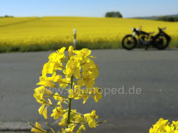 Angefgtes Bild