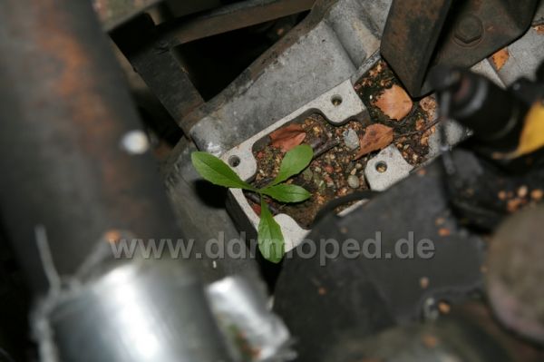 Angefgtes Bild