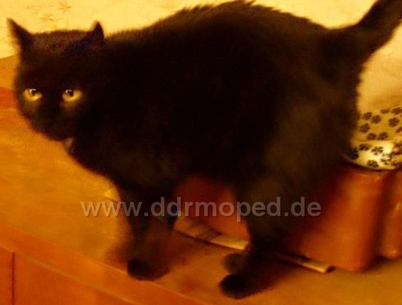 Angef�gtes Bild