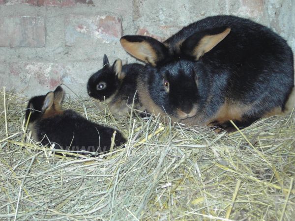 Angef�gtes Bild