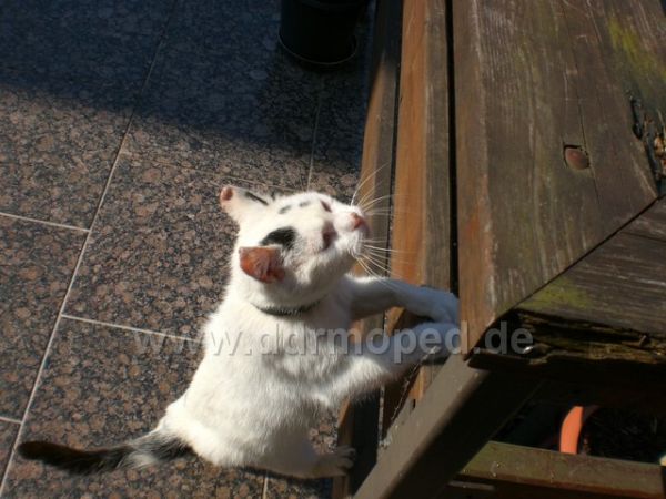 Angefgtes Bild