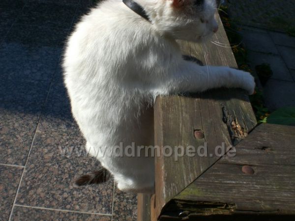 Angefgtes Bild