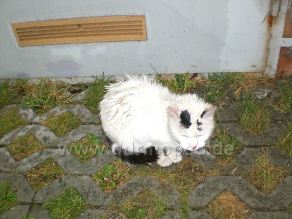 Angefgtes Bild