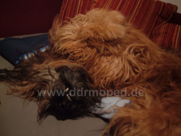 Angefgtes Bild