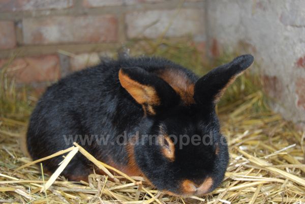 Angef�gtes Bild