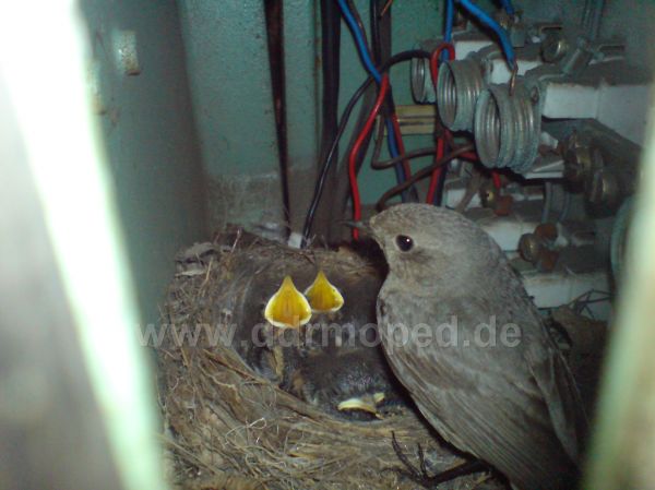 Angef�gtes Bild