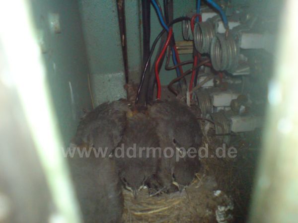 Angef�gtes Bild
