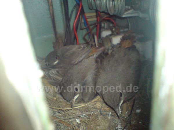 Angef�gtes Bild