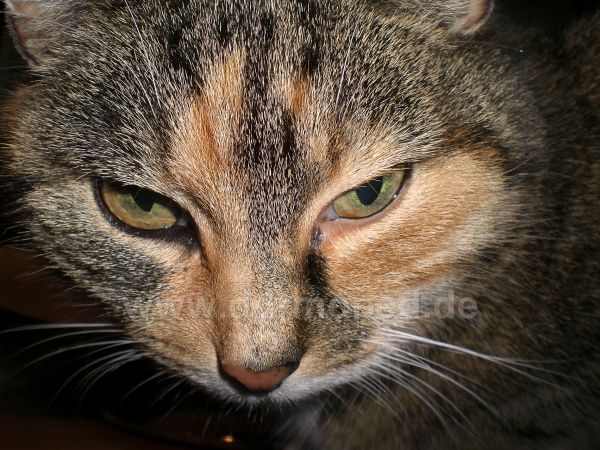 Angef�gtes Bild