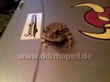 Angef�gtes Bild