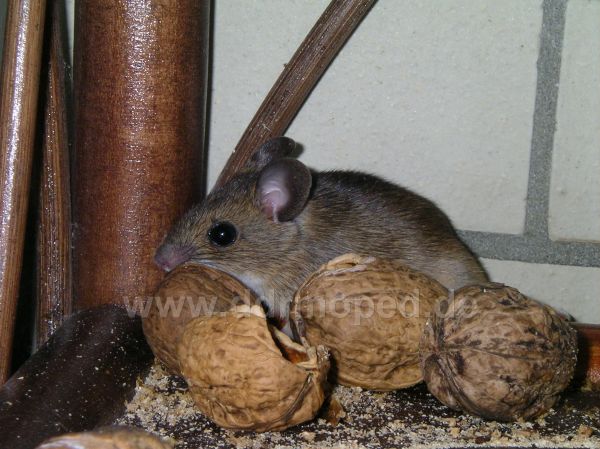 Angef�gtes Bild
