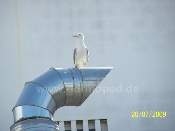 Angefgtes Bild