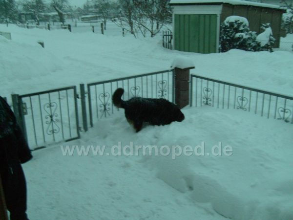 Angefgtes Bild