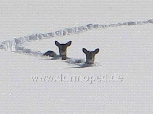 Angefgtes Bild