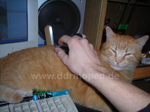 Angefgtes Bild