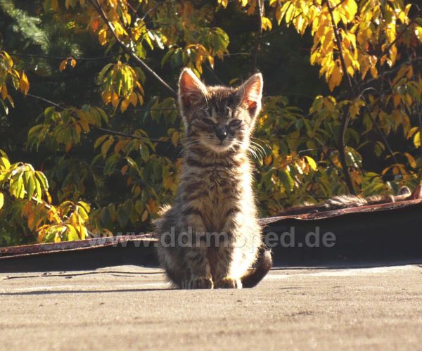 Angefügtes Bild