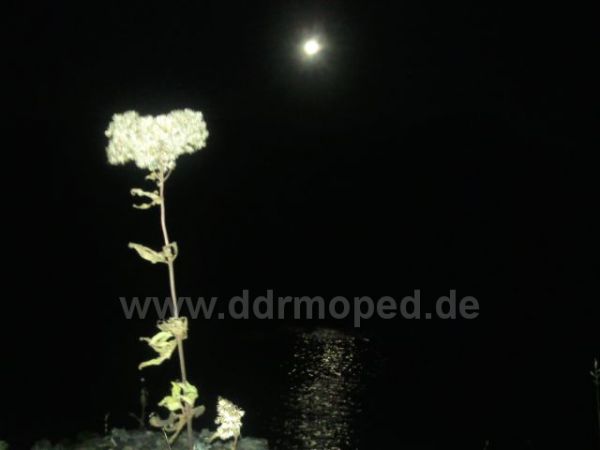 Angef�gtes Bild