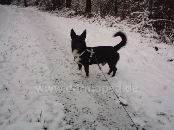 Angefgtes Bild