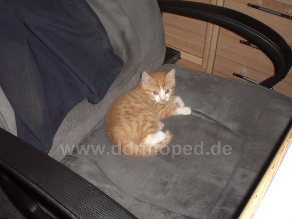 Angefgtes Bild