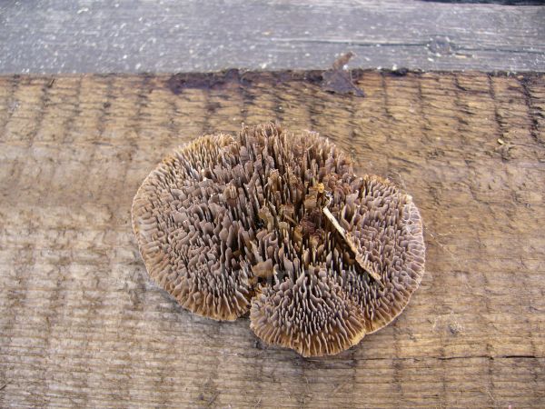 Angefügtes Bild