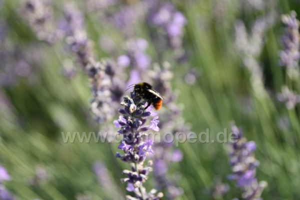 Angef�gtes Bild
