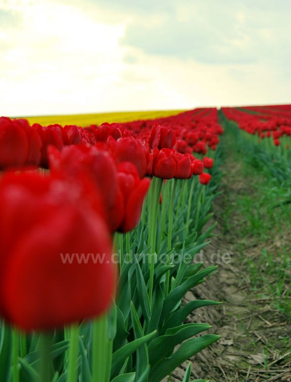 Angefgtes Bild