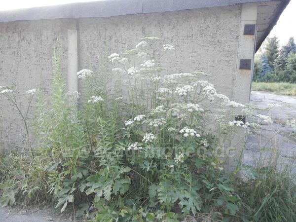 Angefügtes Bild