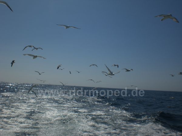 Angefgtes Bild