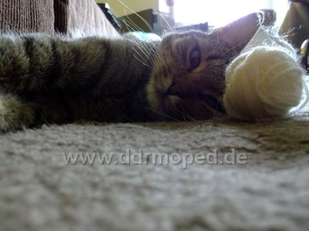 Angefgtes Bild